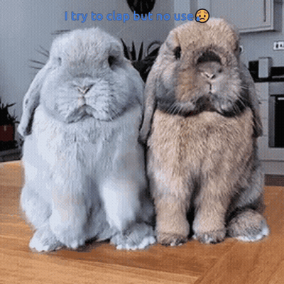 Two Rabbits Saying I Try To Clap But No Use GIF