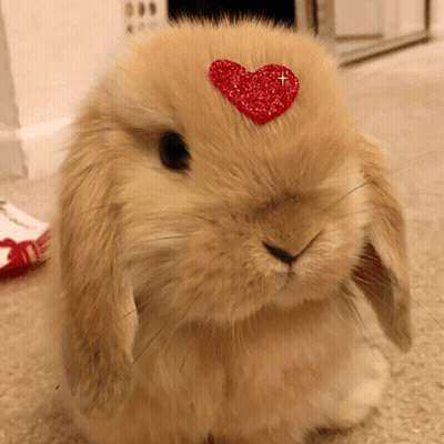 Two Rabbits Sitting In Cage GIF
