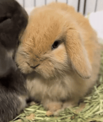 Two Rabbits Sitting In Cage GIF