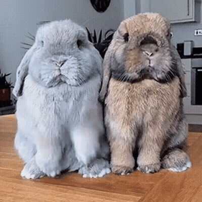 Two Rabbits Sitting Next To Each Other On A Wooden Table . GIF