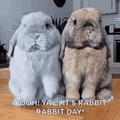 Two Rabbits Sitting On Wooden Table GIF
