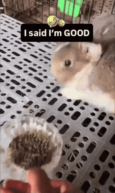 Two Rabbits Standing Next To Each Other Person Says I Said I'm Good GIF