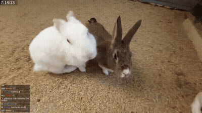 Two Rabbits Standing Next To Each Other With The Time Of 7:14 GIF