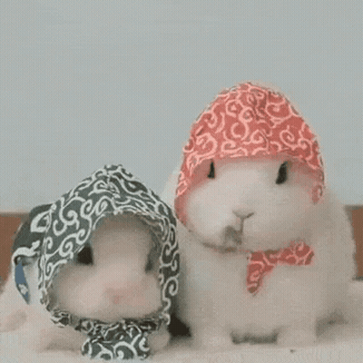 Two Rabbits Wearing Scarves And Hats GIF