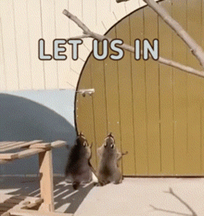 Two Raccoons Are Standing In Front Of A Wall That Says Let Us In On It GIF