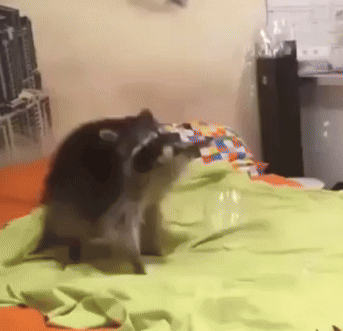 Two Raccoons Laying On A Bed With A Green Blanket GIF