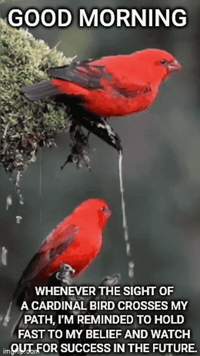Two Red Birds Are Perched On A Tree Branch With A Good Morning Message . GIF