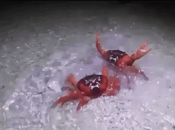 Two Red Crabs Are Swimming In A Pool Of Water GIF