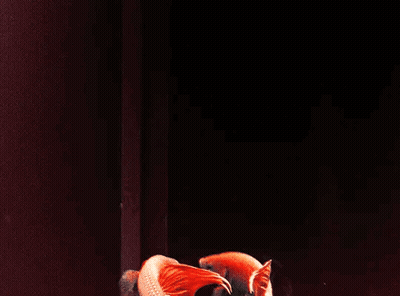 Two Red Fish Are Swimming In A Dark Aquarium GIF