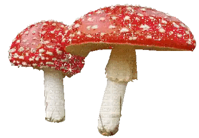 Two Red Mushrooms With White Spots Are On A White Background With Picmix Written On It Sticker