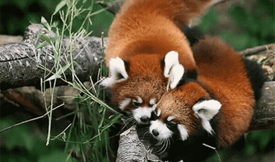 Two Red Pandas Laying On Tree Branch GIF