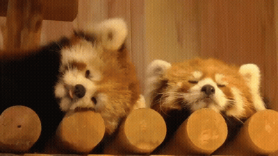 Two Red Pandas Laying On Wooden Logs Eyes Closed GIF