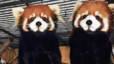 Two Red Pandas Standing In Cage GIF