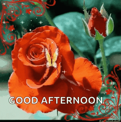 Two Red Roses Saying Good Afternoon GIF