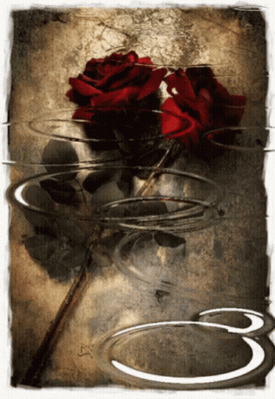 Two Red Roses With White S GIF