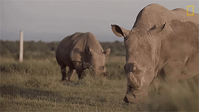 Two Rhinos Are Grazing In A Field With A National Geographic Logo Visible GIF