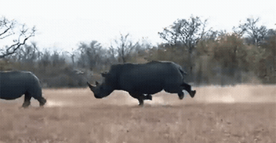 Two Rhinos Are Running Through A Dry Grassy Field In The Wild . GIF