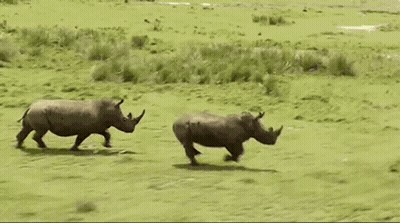 Two Rhinos Are Running Through A Grassy Field In The Wild . GIF