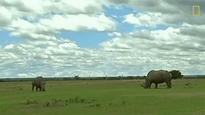 Two Rhinos Grazing In Grassy Field With National Geographic Logo GIF