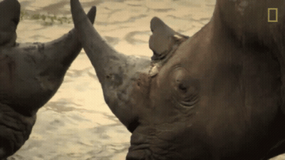 Two Rhinos in Water