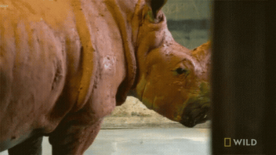 Two Rhinos Standing By National Geographic Wild Logo GIF