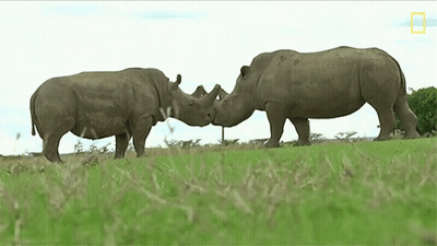 Two Rhinos Standing In A Grassy Field With A National Geographic Logo On The Bottom GIF