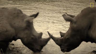 Two Rhinos Standing Next To Each Other In The Water With A National Geographic Logo In The Corner GIF