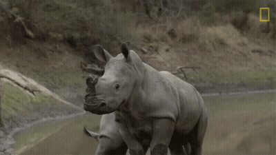Two Rhinos Standing Next To Each Other With A National Geographic Logo In The Corner GIF