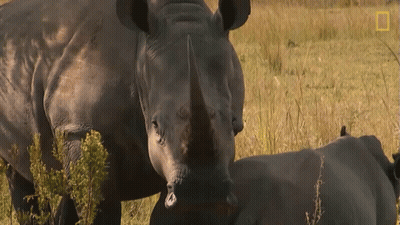 Two Rhinos With National Geographic Logo GIF