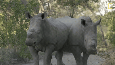 Two Rhinos with National Geographic Logo