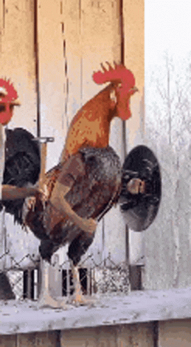Two Roosters Side By Side On Wooden Fence GIF