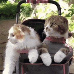 Two Scared Cats Hiding  GIF