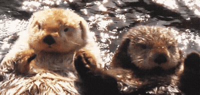 Two Sea Otters Are Floating On Their Backs In A Body Of Water GIF