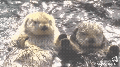 Two Sea Otters Are Laying In The Water With The Words Vancouver Aquarium On The Bottom GIF