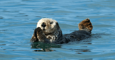 Two Sea Otters Are Playing In The Water And One Of Them Is Laying On Its Back GIF