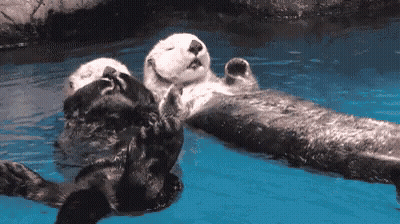 Two Sea Otters Floating On Their Backs GIF