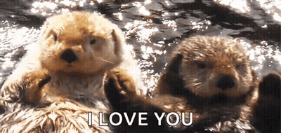 Two Sea Otters Laying In Water I Love You GIF