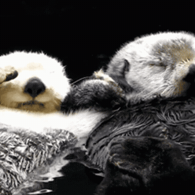 Two Sea Otters Sleeping On Top Of Each Other GIF