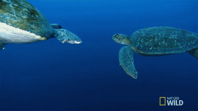 Two Sea Turtles Swimming With National Geographic Logo GIF
