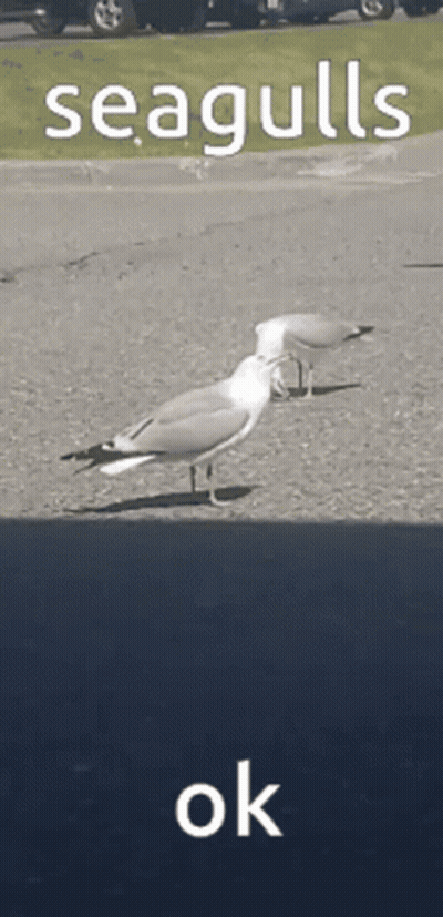 Two Seagulls Are Standing On The Side Of A Road With The Words Seagulls Ok Below Them GIF