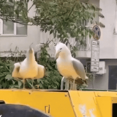 Two Seagulls On Yellow Container GIF