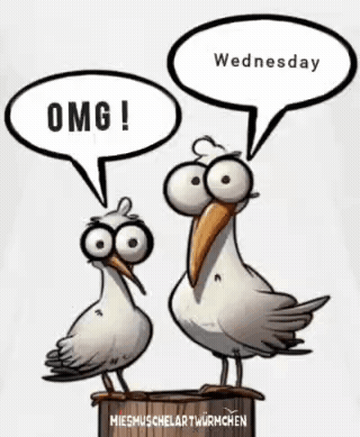 Two Seagulls Saying OMG And Wednesday GIF