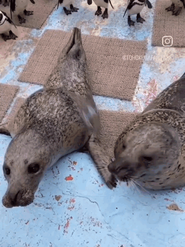 Two Seals Are Laying On A Checkered Floor With Penguins Behind Them GIF