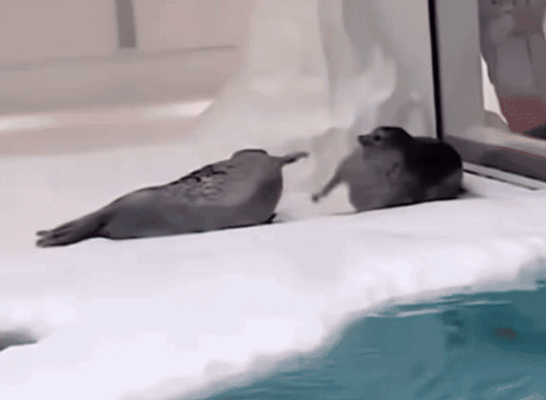 Two Seals Are Laying On Top Of A Snow Covered Surface . GIF