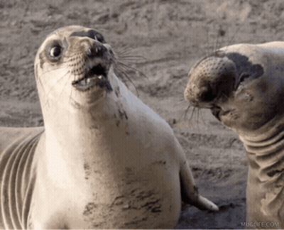 Two Seals Are Looking At Each Other With A Muglife.com Watermark On The Bottom Right GIF