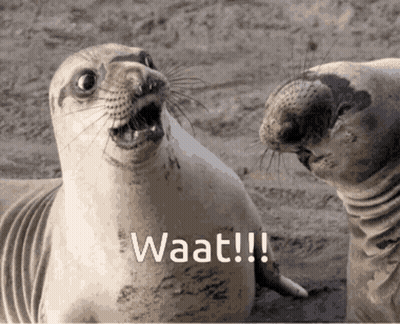 Two Seals Are Looking At Each Other With The Word Waat Written On The Bottom Right GIF