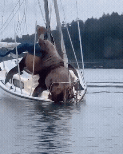 Two Seals Are Playing On A Sailboat In The Ocean GIF