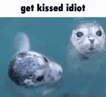 Two Seals Are Swimming In The Water And One Of Them Is Looking At The Camera With A Caption That Says `` Get Kissed Idio GIF