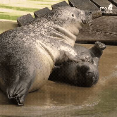 Two Seals Laying On Each Other In Water GIF