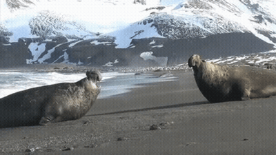 Two Seals Laying On Sandy Beach With Mountains GIF